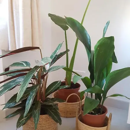 La Canopee Superbe 2 Pieces Neuf A 100m De La Classe 2 Etoiles * مينتون