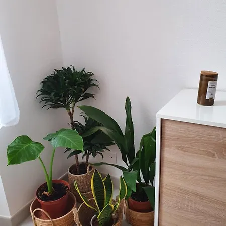 La Canopée Superbe 2 Pièces Neuf à 100m De La Classé 2 étoiles