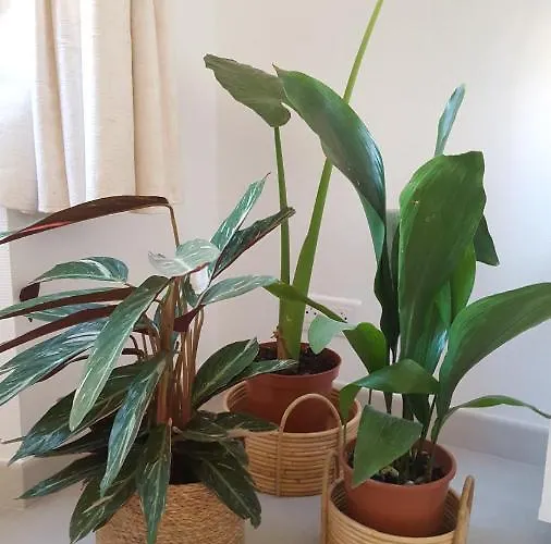 La Canopee Superbe 2 Pieces Neuf A 100m De La Classe 2 Etoiles * Menton