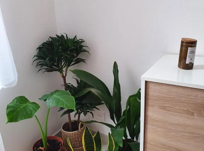 La Canopée Superbe 2 Pièces Neuf à 100m De La Classé 2 étoiles